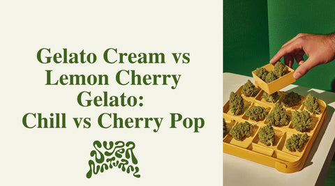 Gelato Cream vs Lemon Cherry Gelato: Smooth Chill or Flavor Bomb? - SuperNatural