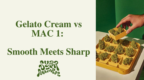 Gelato Cream vs MAC 1: Smooth Vanilla vs Funky Power - SuperNatural