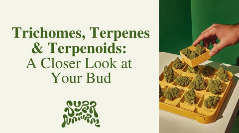 How Terpenes and Trichomes in Trichomes Shape the High - SuperNatural