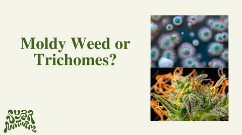 Mold or Trichomes on Your Weed? Spot the Difference Fast - SuperNatural