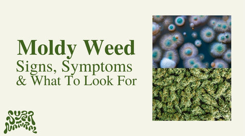 Moldy Weed | Signs, Symptoms & What To Look For - SuperNatural
