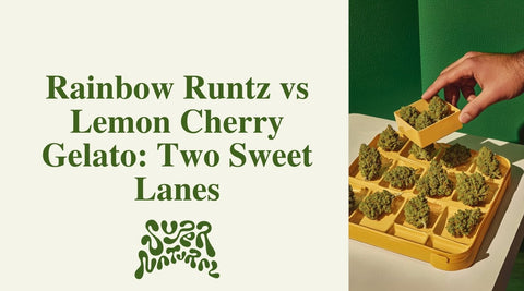 Rainbow Runtz vs Lemon Cherry Gelato: Fruity Lift or Citrus Chill? - SuperNatural