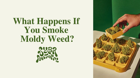 What Happens If You Smoke Moldy Weed? - SuperNatural