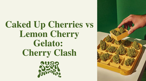Caked Up Cherries vs Lemon Cherry Gelato: Mellow Chill or Loud Lift? - SuperNatural