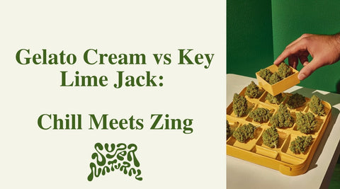 Gelato Cream vs Key Lime Jack: Best Strains for Chill or Clarity - SuperNatural