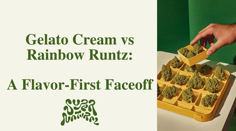Gelato Cream vs Rainbow Runtz | Comparing Strains - SuperNatural