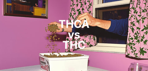 THCa vs. THC: What You Need to Know - SuperNatural