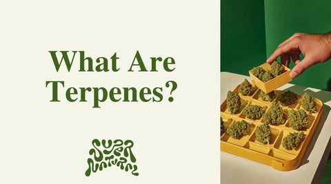 Top 5 Terpenes in Cannabis and How They Affect You - SuperNatural