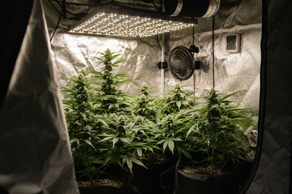 Growing cannabis indoors