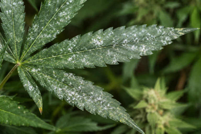 White spots on cannabis leaves